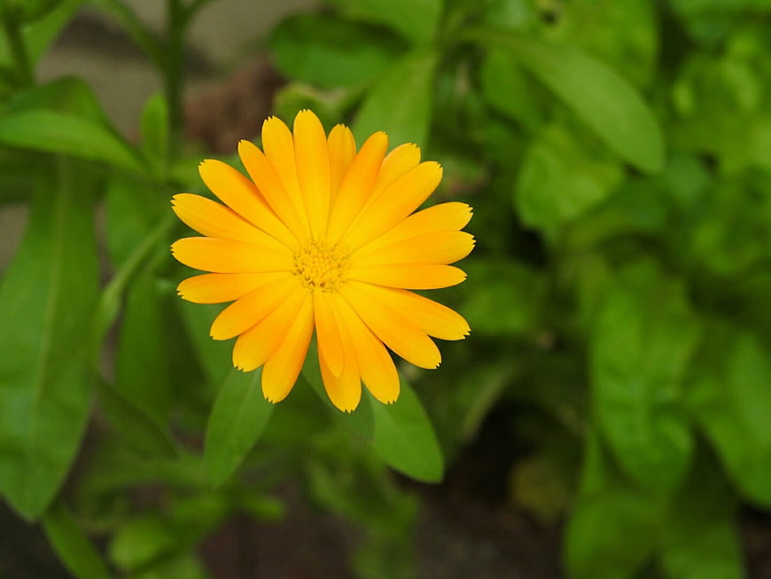 Close-up of a vibrant orange calendula flower in a garden