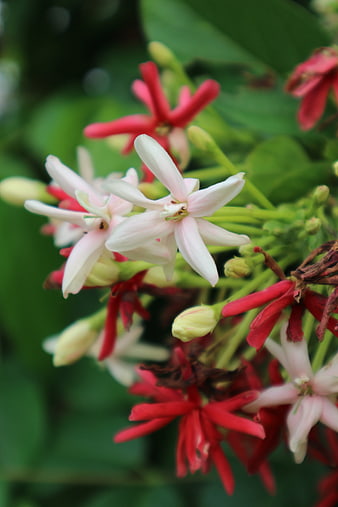 Close-up of Red and White Crape Jasmine Flowers
