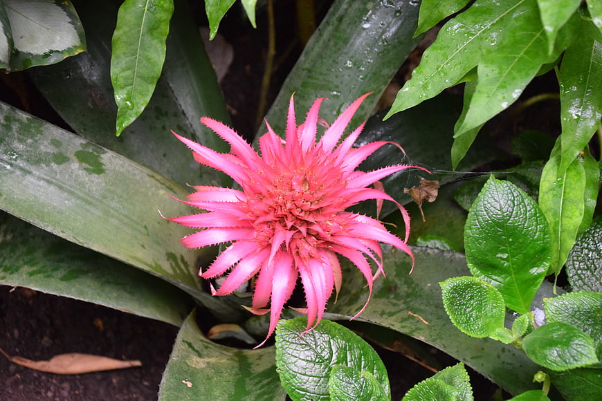 Vibrant Pink Bromeliad Flower in Lush Tropical Garden