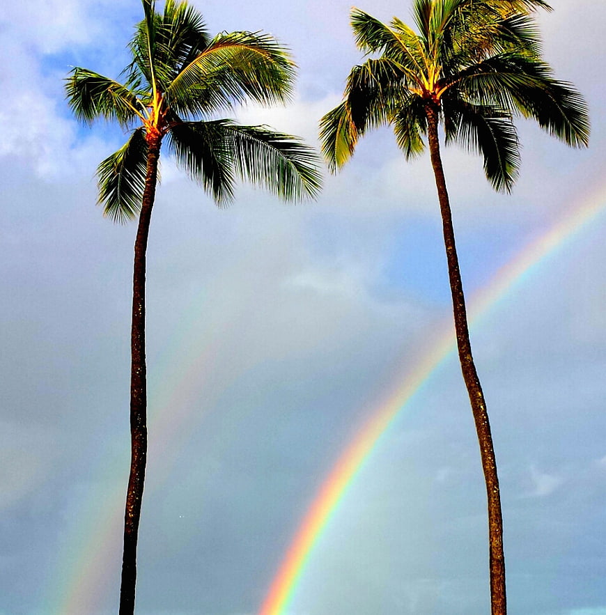 Two Tall Palm Trees Framing A Vibrant Rainbow In A Tropical Sky
