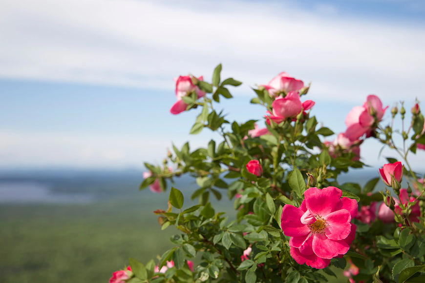 Pink Wild Roses Blooming Against Blurred Landscape Background