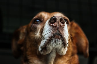 Close-up Portrait of Brown and White Dog Looking Up