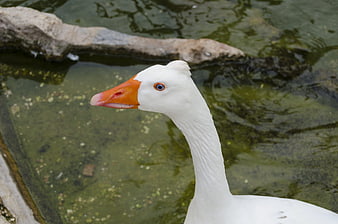 Close-up of a white goose with orange beak by pond