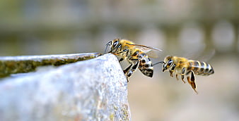 Two Honey Bees Drinking Water from a Stone Edge