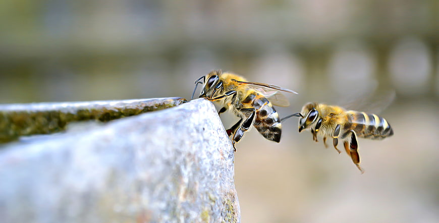 Two Honey Bees Drinking Water from a Stone Edge
