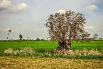 Lone leafless tree in vibrant green agricultural field