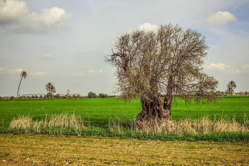 Lone leafless tree in vibrant green agricultural field