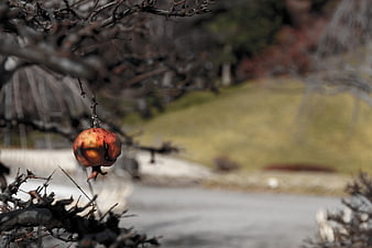 Withered red apple hanging on bare winter branch