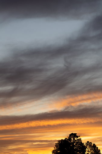 Dramatic sunset sky with orange clouds and tree silhouette