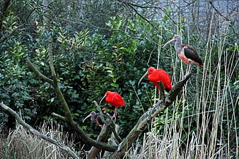 Scarlet and Glossy Ibis Birds Perched on Branches