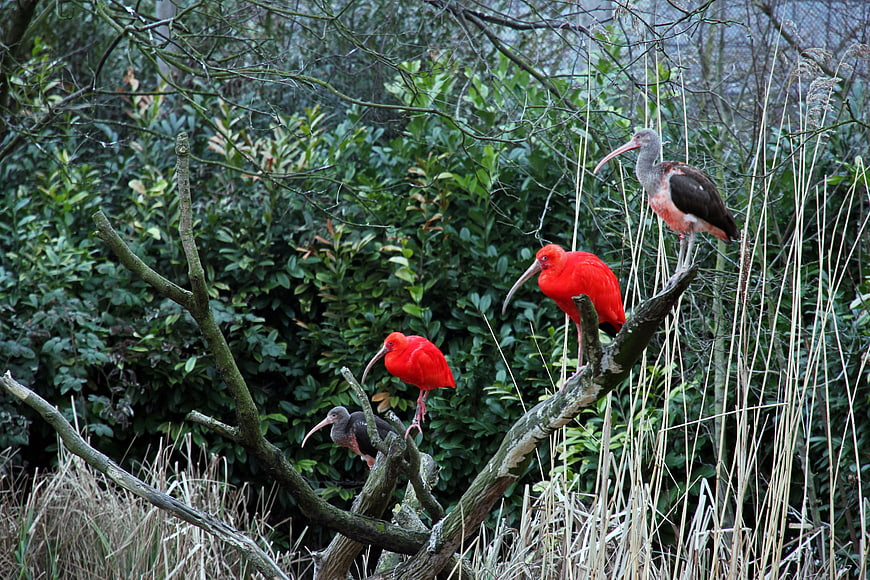Scarlet and Glossy Ibis Birds Perched on Branches
