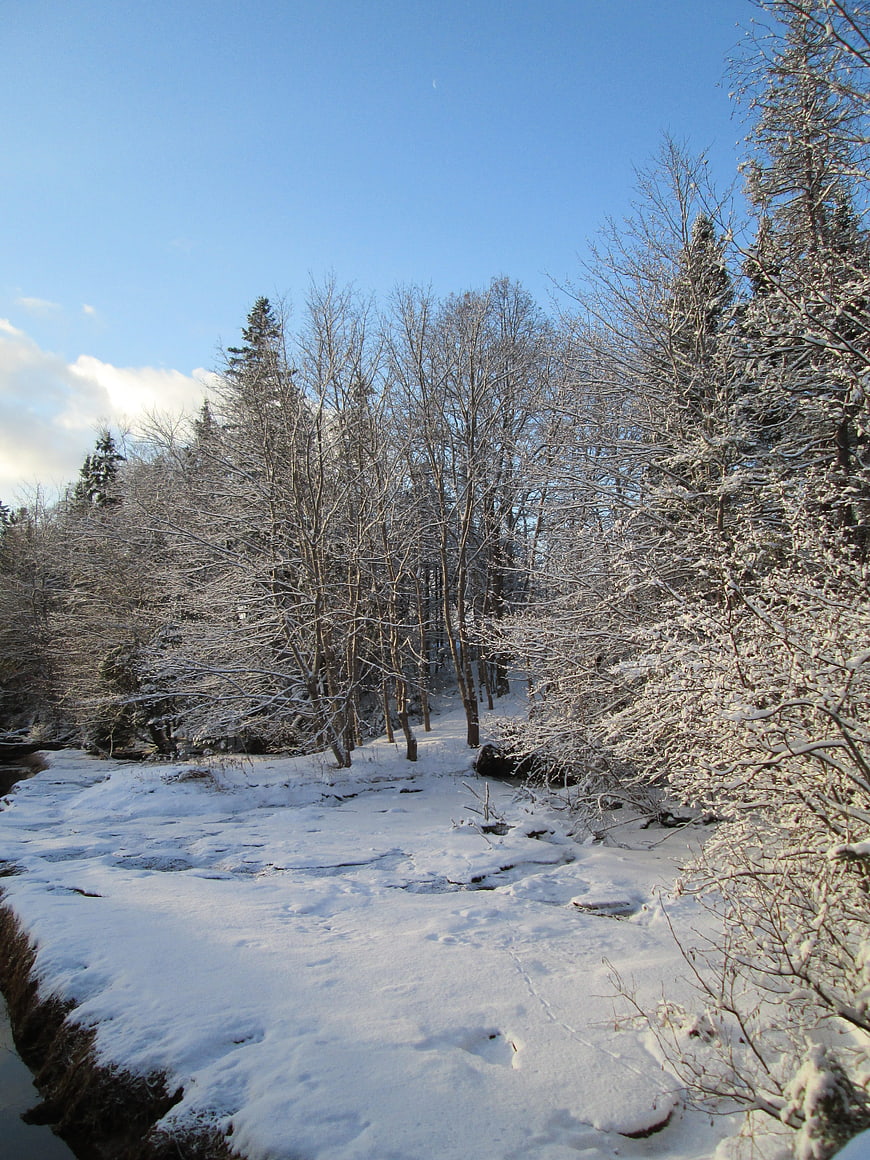 Snow-covered forest landscape with blue sky and frosty trees