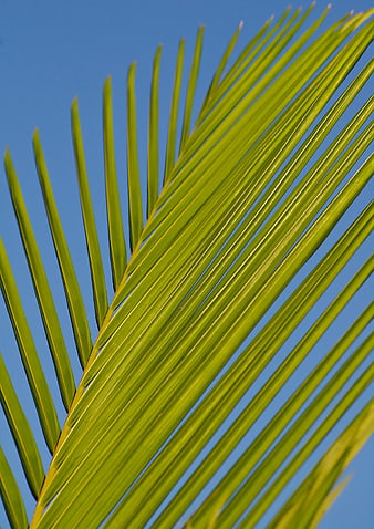 Vibrant Green Palm Frond Against Clear Blue Sky