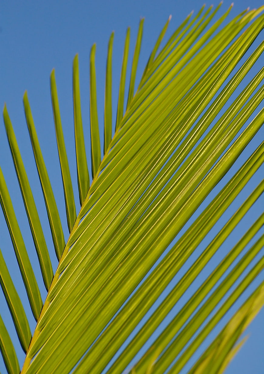 Vibrant Green Palm Frond Against Clear Blue Sky