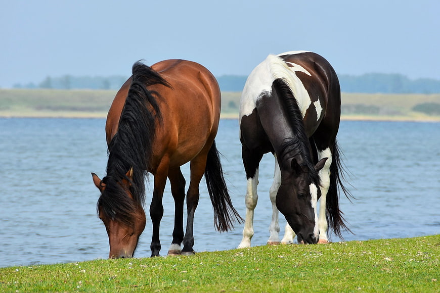 Two Horses Grazing On Green Pasture By The Water
