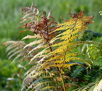 Golden Autumn Fern Fronds in Forest