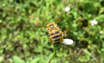 Close-up of a Honey Bee Pollinating a White Flower