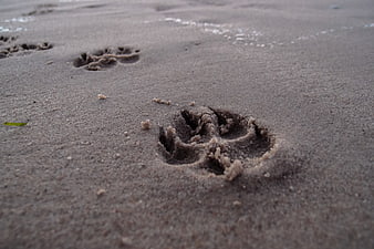 Close-up of dog paw prints in wet beach sand