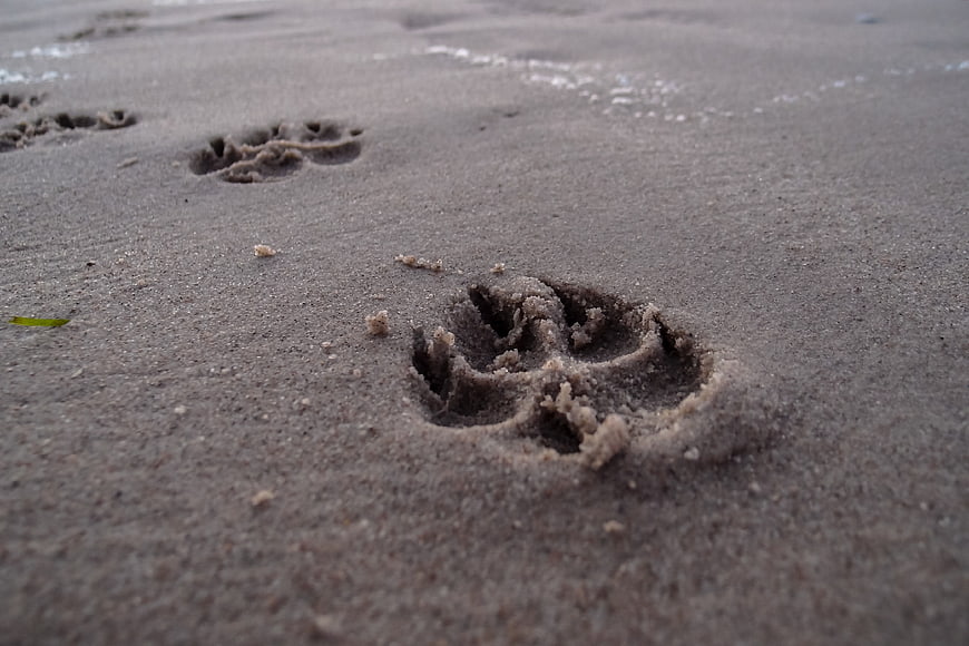Close-up of dog paw prints in wet beach sand