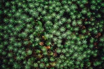 Top View of Green Moss Pattern with Star-Shaped Texture