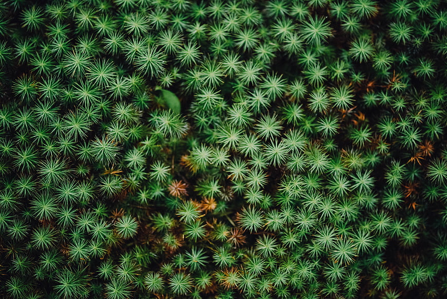 Top View of Green Moss Pattern with Star-Shaped Texture