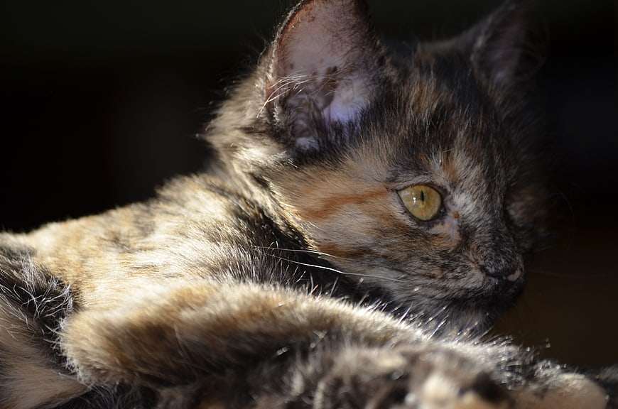 Close-up of a Tortoiseshell Cat in Sunlight
