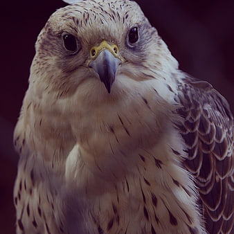 Close-up portrait of a majestic hawk with intense gaze