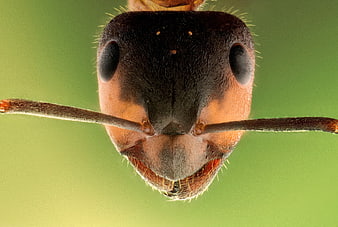 Extreme Macro Close-Up Of An Ant Head With Antennae