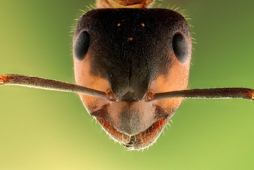 Extreme Macro Close-Up Of An Ant Head With Antennae
