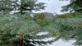 Close-up of Blue Spruce Branch with Water Droplets