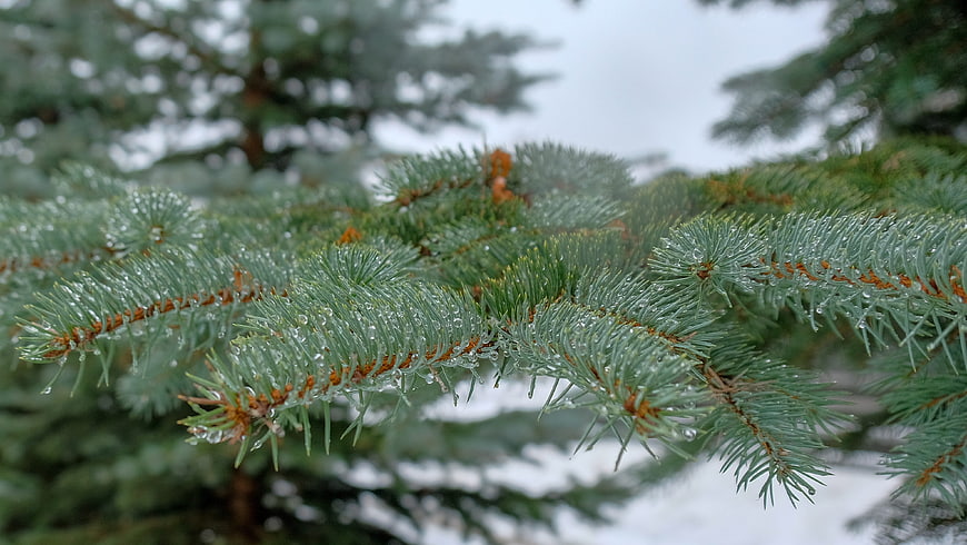 Close-up of Blue Spruce Branch with Water Droplets