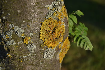 Close-up of yellow and gray lichen on tree bark