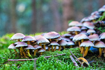 Cluster of wild mushrooms growing on mossy forest floor