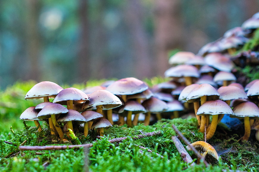 Cluster of wild mushrooms growing on mossy forest floor