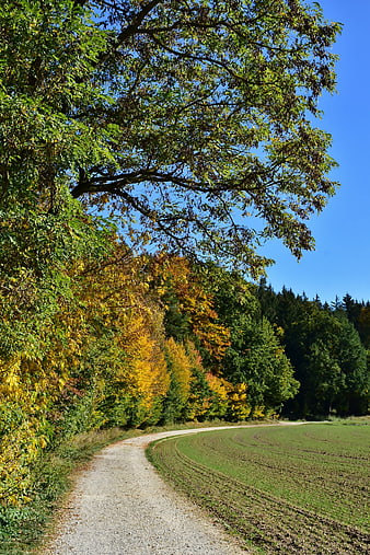 Autumn Forest Path With Golden Foliage And Blue Sky