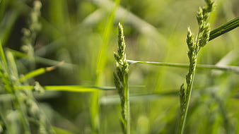 Close-up of green grass stalks with blurred background