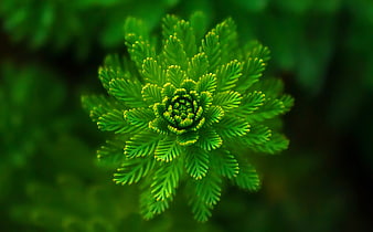 Close-up of vibrant green fern frond spiral