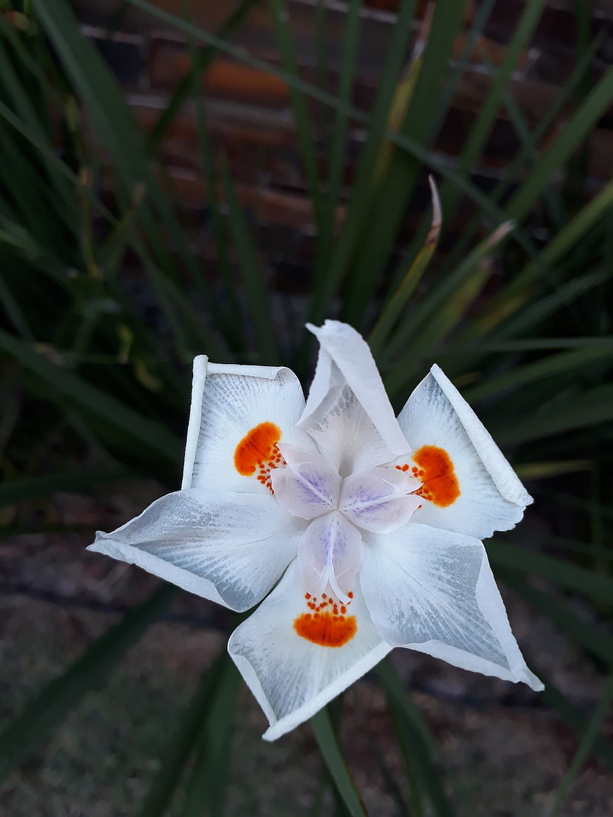 Close-up of White Iris Flower with Orange Spots
