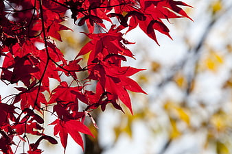 Vibrant Red Maple Leaves Against Soft Autumn Background