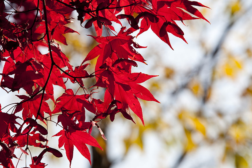 Vibrant Red Maple Leaves Against Soft Autumn Background