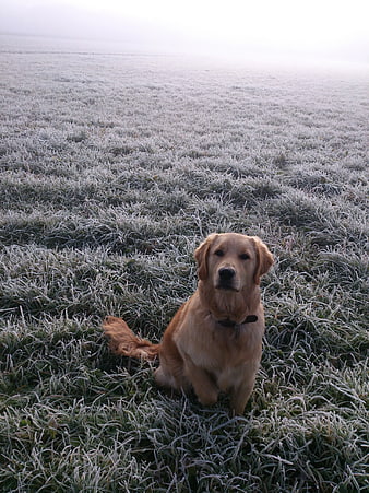 Golden Retriever Sitting in Frosty Morning Grass