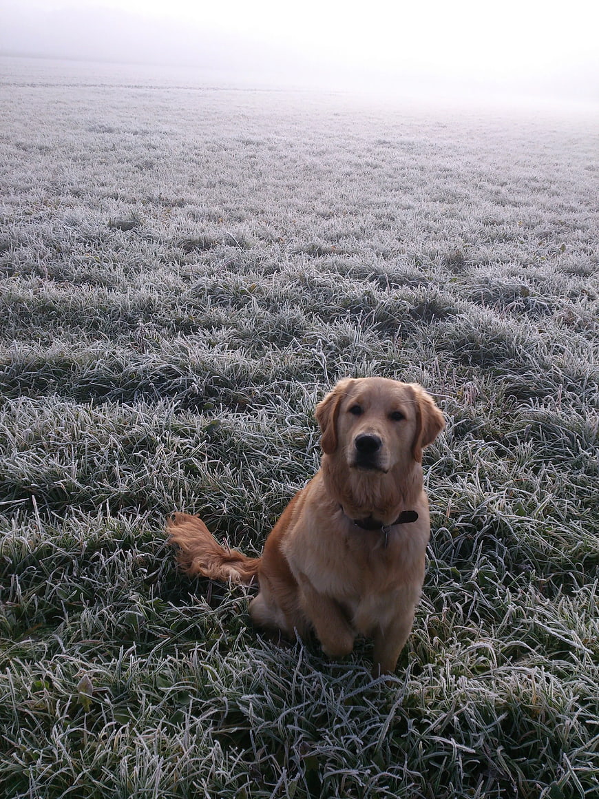 Golden Retriever Sitting in Frosty Morning Grass