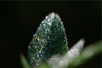 Macro shot of dew drops on a green leaf tip