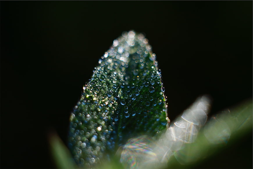 Macro shot of dew drops on a green leaf tip