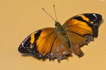 Close-up of an orange and brown butterfly on a beige background