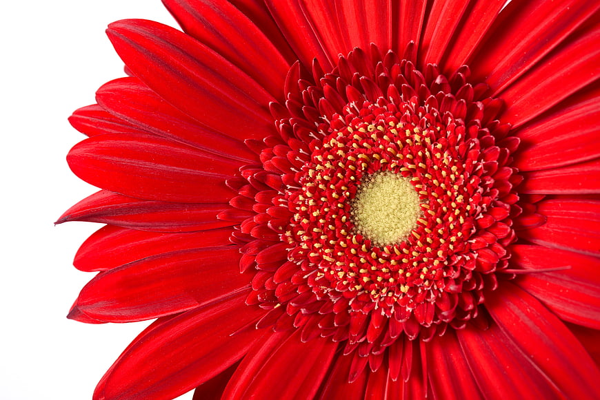 Close-up of vibrant red gerbera daisy on white background