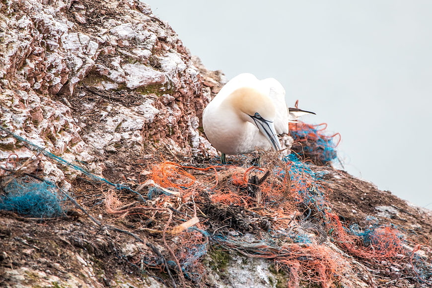 Seabird Nesting on Rocky Cliff with Discarded Fishing Nets