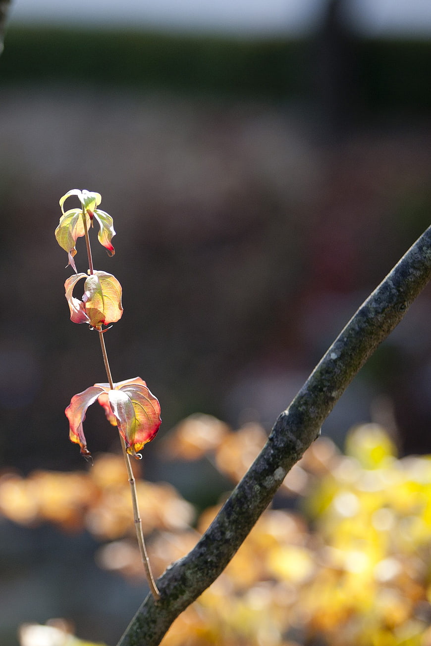 Backlit autumn leaves on a branch with blurred background