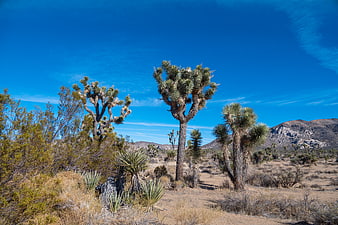 Joshua Trees in Mojave Desert Landscape Under Blue Sky