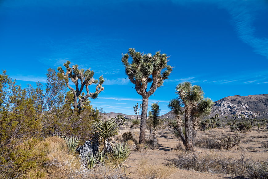 Joshua Trees in Mojave Desert Landscape Under Blue Sky